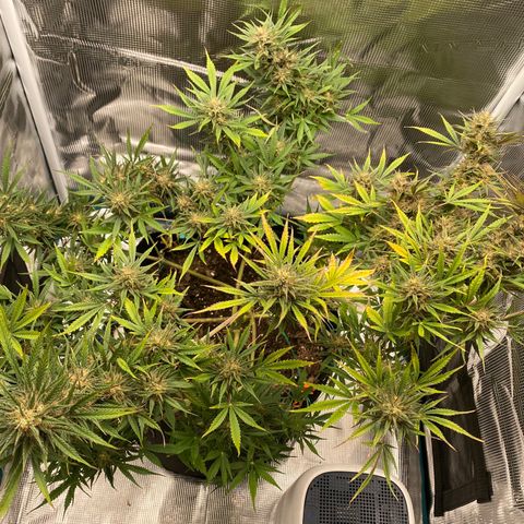 Grape Gusher growlog photo: Buds chunking up. Really seeing orange and purple pistols. 