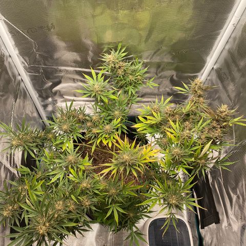 Grape Gusher growlog timeline photo