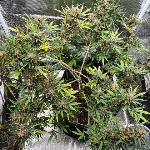 Grape Gusher growlog timeline photo