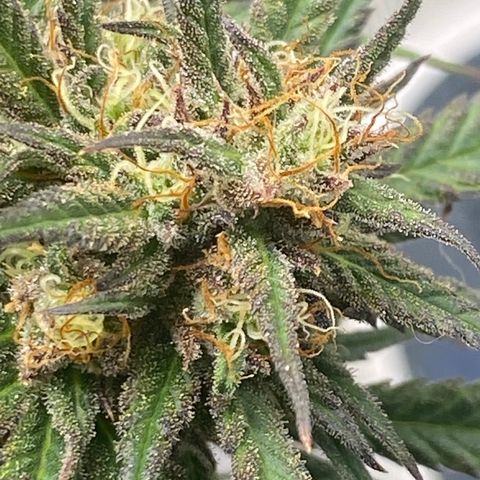 Grape Gusher growlog timeline photo