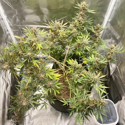 Grape Gusher growlog timeline photo