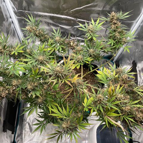 Grape Gusher growlog photo: Looks very purple 