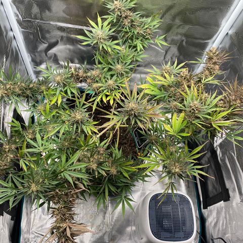 Grape Gusher growlog timeline photo