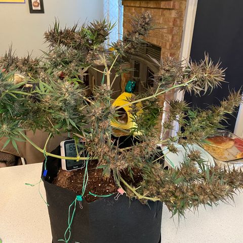 Grape Gusher growlog timeline photo