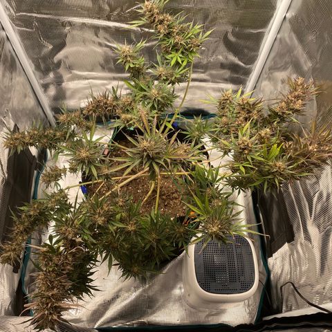 Grape Gusher growlog photo: Smell really hits you in the face 