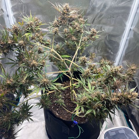 Grape Gusher growlog timeline photo
