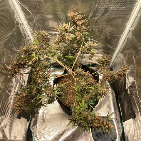Grape Gusher growlog photo: A little amber on some of the nugs pointing down. Think she’ll be finished in a week or two. 