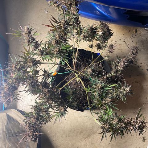 Grape Gusher growlog timeline photo