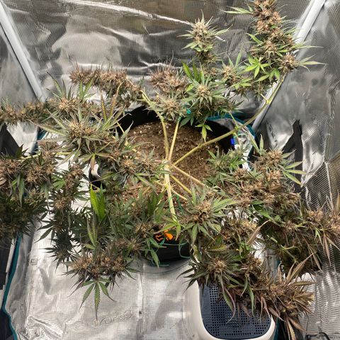 Grape Gusher growlog timeline photo
