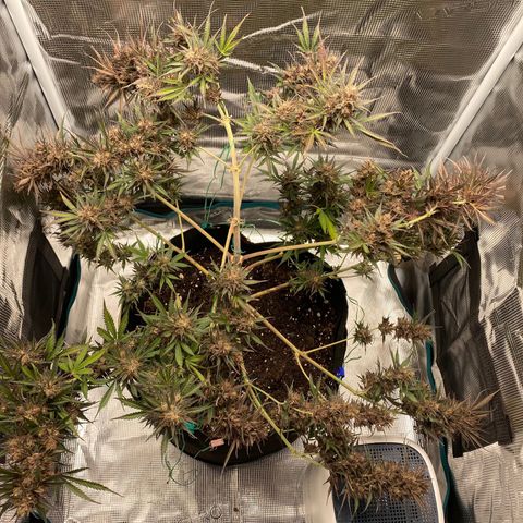 Grape Gusher growlog timeline photo