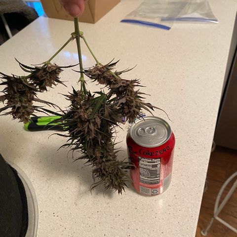 Grape Gusher growlog timeline photo