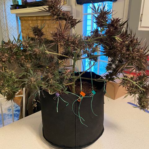 Grape Gusher growlog timeline photo