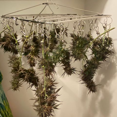 Grape Gusher growlog timeline photo