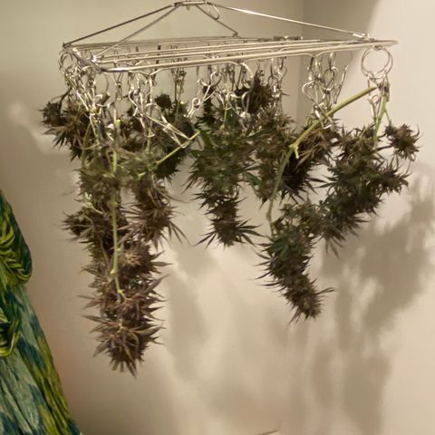 Grape Gusher growlog timeline photo