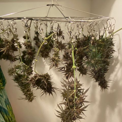 Grape Gusher growlog timeline photo