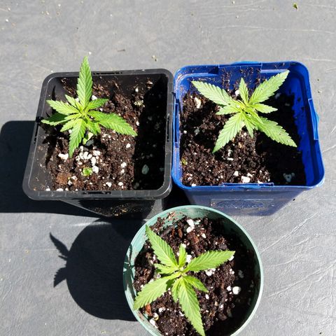 BD2 #1 growlog timeline photo