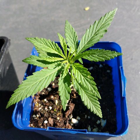 BD2 #1 growlog timeline photo