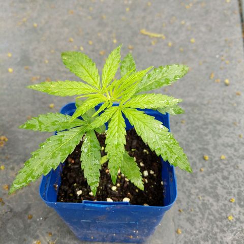 BD2 #1 growlog timeline photo