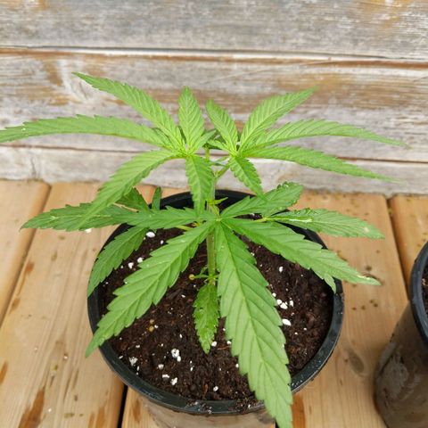 BD2 #1 growlog timeline photo