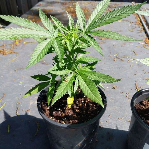 BD2 #1 growlog timeline photo