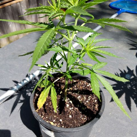 BD2 #1 growlog timeline photo