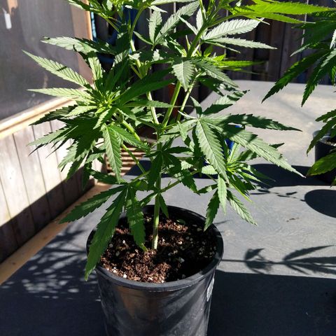 BD2 #1 growlog timeline photo