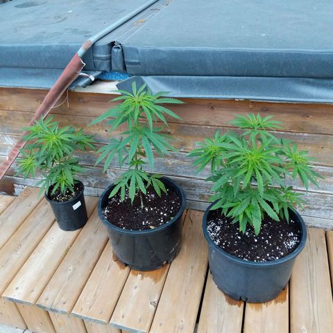 BD2 #1 growlog timeline photo