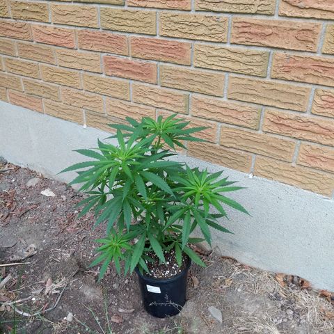 BD2 #1 growlog timeline photo