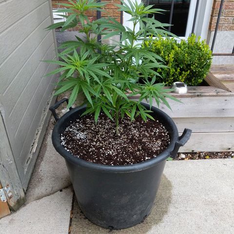 BD2 #1 growlog timeline photo