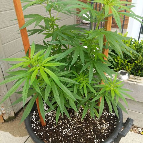 BD2 #1 growlog timeline photo