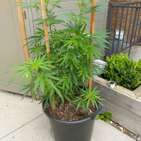 BD2 #1 growlog timeline photo
