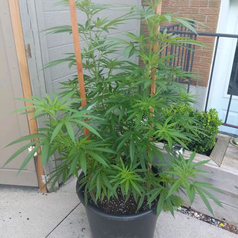BD2 #1 growlog timeline photo