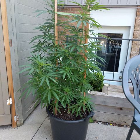 BD2 #1 growlog timeline photo