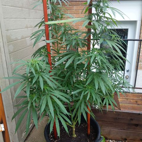 BD2 #1 growlog timeline photo