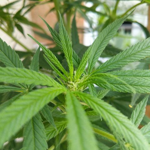 BD2 #1 growlog timeline photo