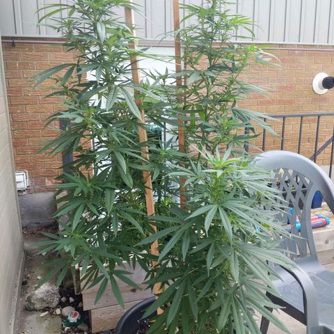 BD2 #1 growlog timeline photo