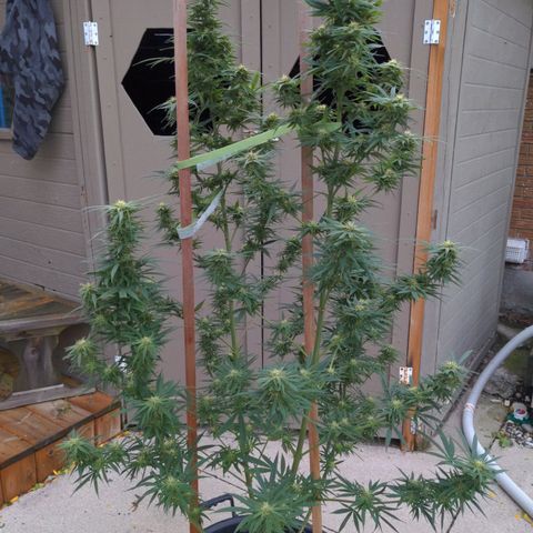 BD2 #1 growlog timeline photo