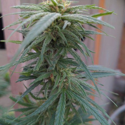 BD2 #1 growlog timeline photo