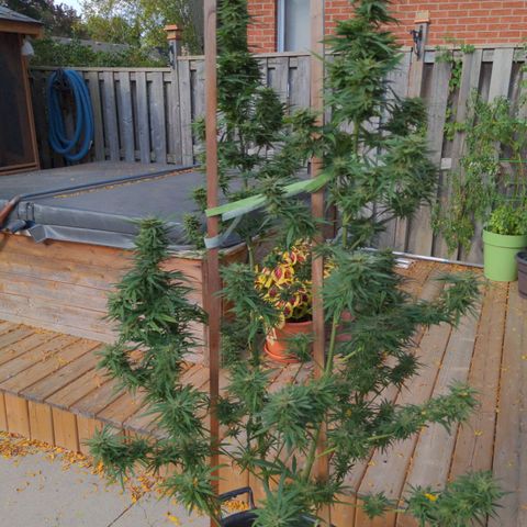 BD2 #1 growlog timeline photo