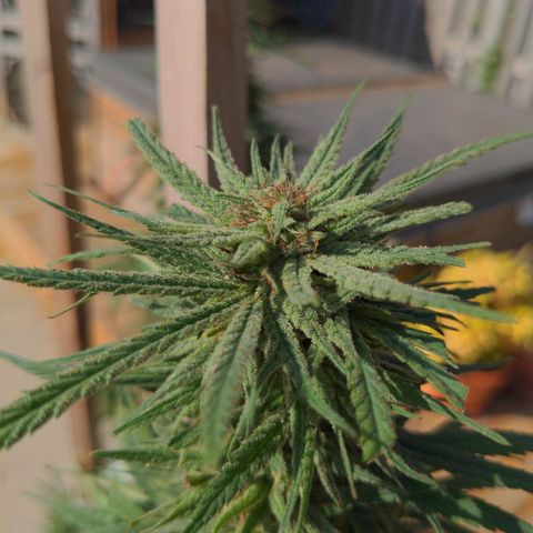 BD2 #1 growlog timeline photo