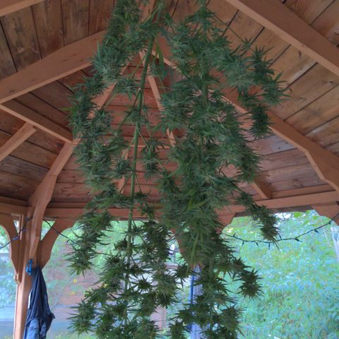 BD2 #1 growlog timeline photo