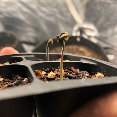 Girl Scout Cookies growlog timeline photo