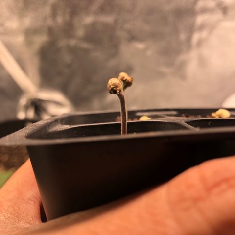 Girl Scout Cookies growlog timeline photo