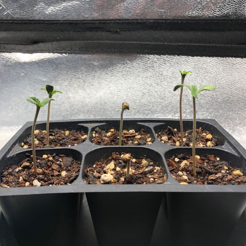Girl Scout Cookies growlog photo: Update 
