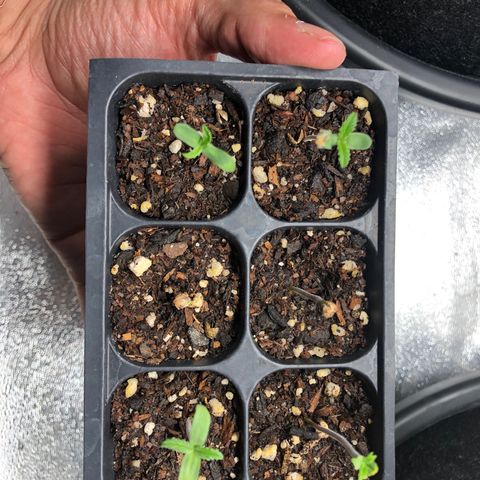 Girl Scout Cookies growlog photo: Update 