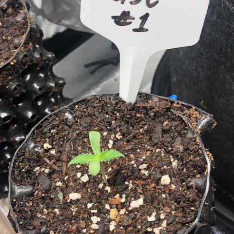 Girl Scout Cookies growlog photo: Transplanted the best 3 have the others going 