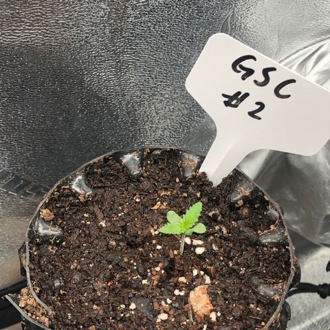Girl Scout Cookies growlog photo: Transplanted the best 3 have the others going 
