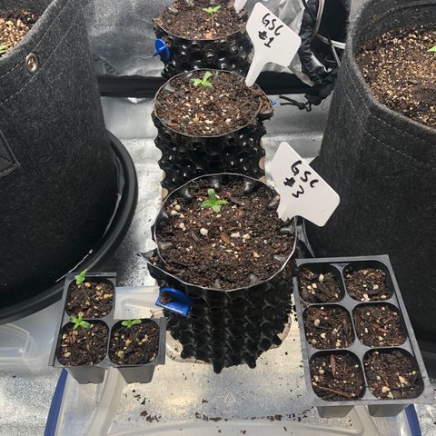 Girl Scout Cookies growlog photo: Transplanted the best 3 have the others going 