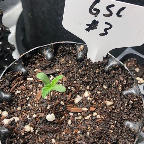 Girl Scout Cookies growlog photo: Transplanted the best 3 have the others going 