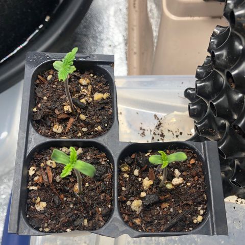 Girl Scout Cookies growlog photo: Transplanted the best 3 have the others going 